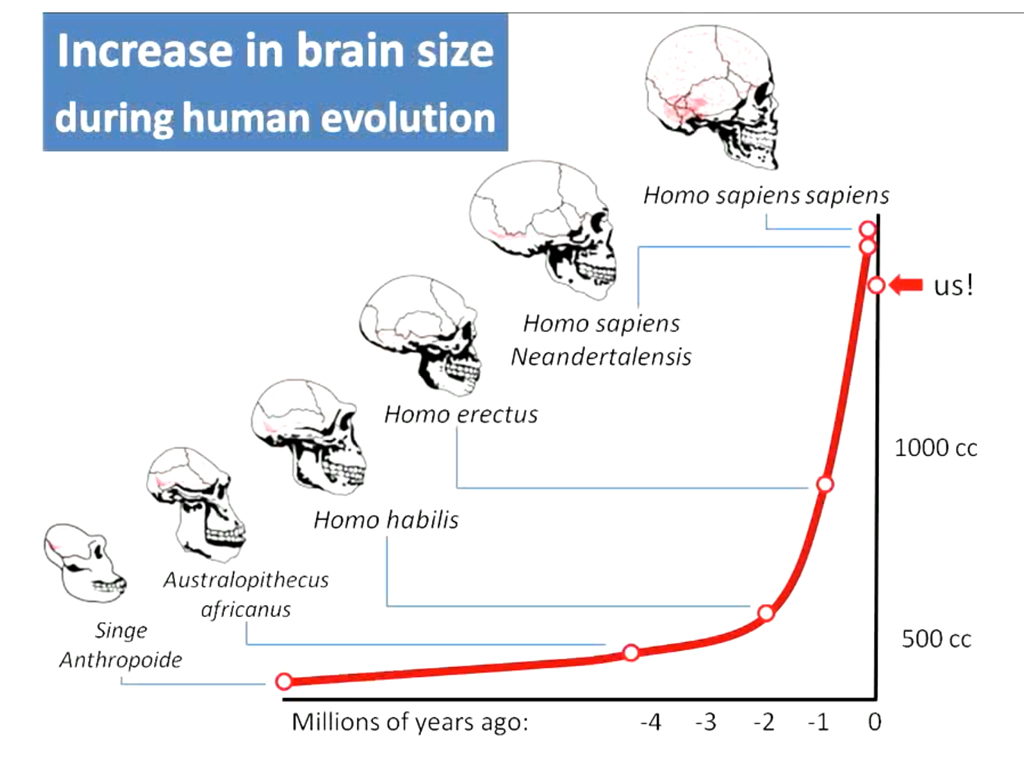 human evolution timeline future