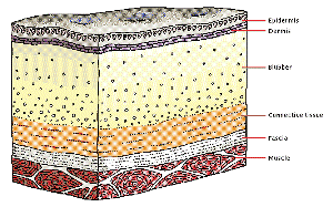 Subcutaneous fat layer in homo