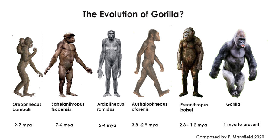 Pan and Gorilla Ancestors