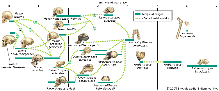 Common Ancestor Human Evolutionary Tree