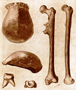 Rib cage anatomy in Homo erectus suggests a recent evolutionary